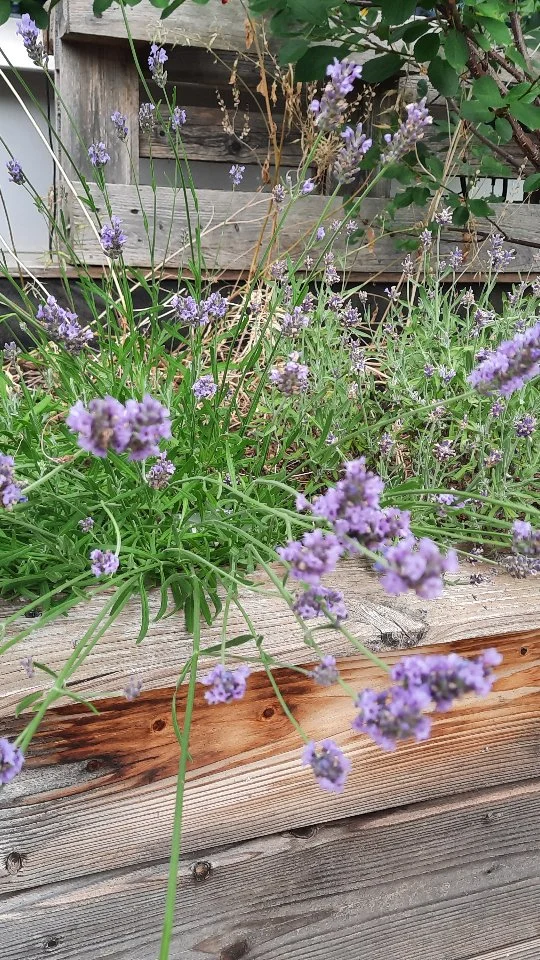 Dear fellow TUM students and gardening enthusiasts 🌱

Here’s a quick update from our raised beds:
Our plants are growing — lavender, herbs, and fresh salad all doing well.

It’s such a good feeling to see everything growing and blooming. It’s nice to slow down and just enjoy watching it all come to life.

What’s growing in your garden or balcony right now? 🌱

#plantaseed #plantaseedtum #urbangardening #plants #raisedbeds #simplejoys #sustainability #TUM